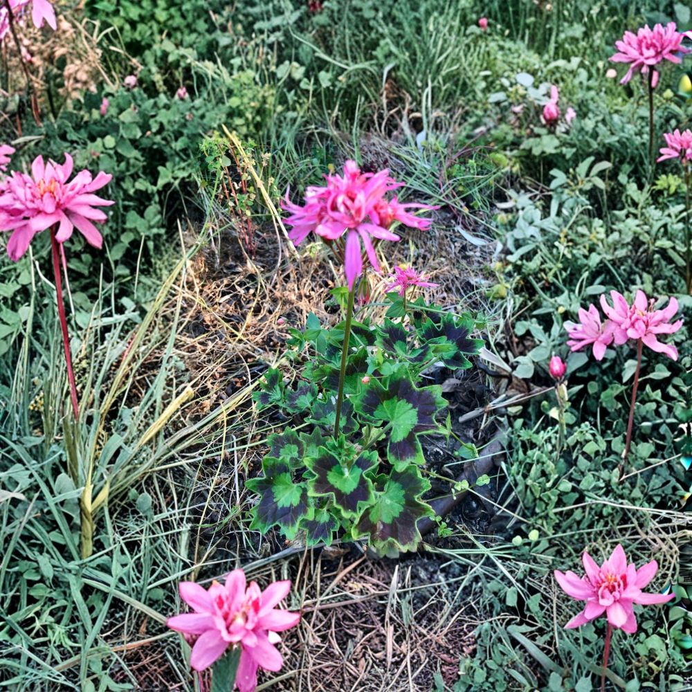 Rare Spiky Pink Pelargonium Geranium Cutting – 6 Inch Live Starter Plant with Salmon Pink Bloom Clusters