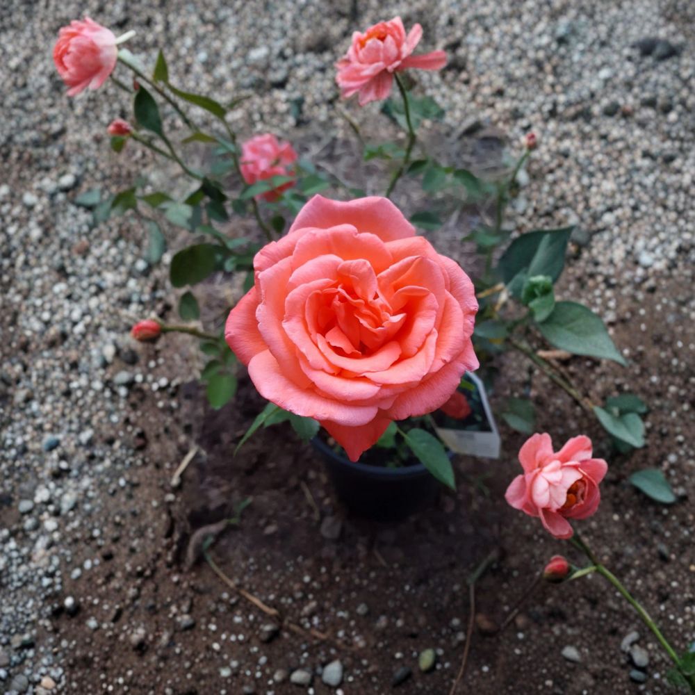 Tropicana Hybrid Tea Rose Plant – Vibrant Orange Fragrant Rose Bush | 5 Gallon Live Garden Shrub | Rosa Hybrid Landscape Favorite