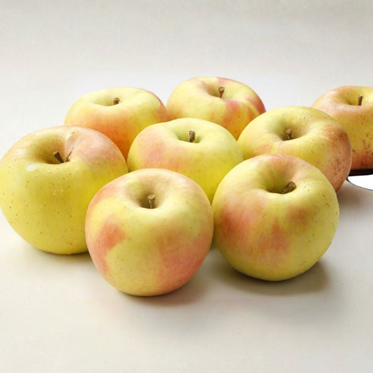 Gunma Meigetsu Apple Tree Bare Root – Japanese Honey Apple, M7 Semi-Dwarf, Super Sweet Fruit Tree, 32 Inches Tall