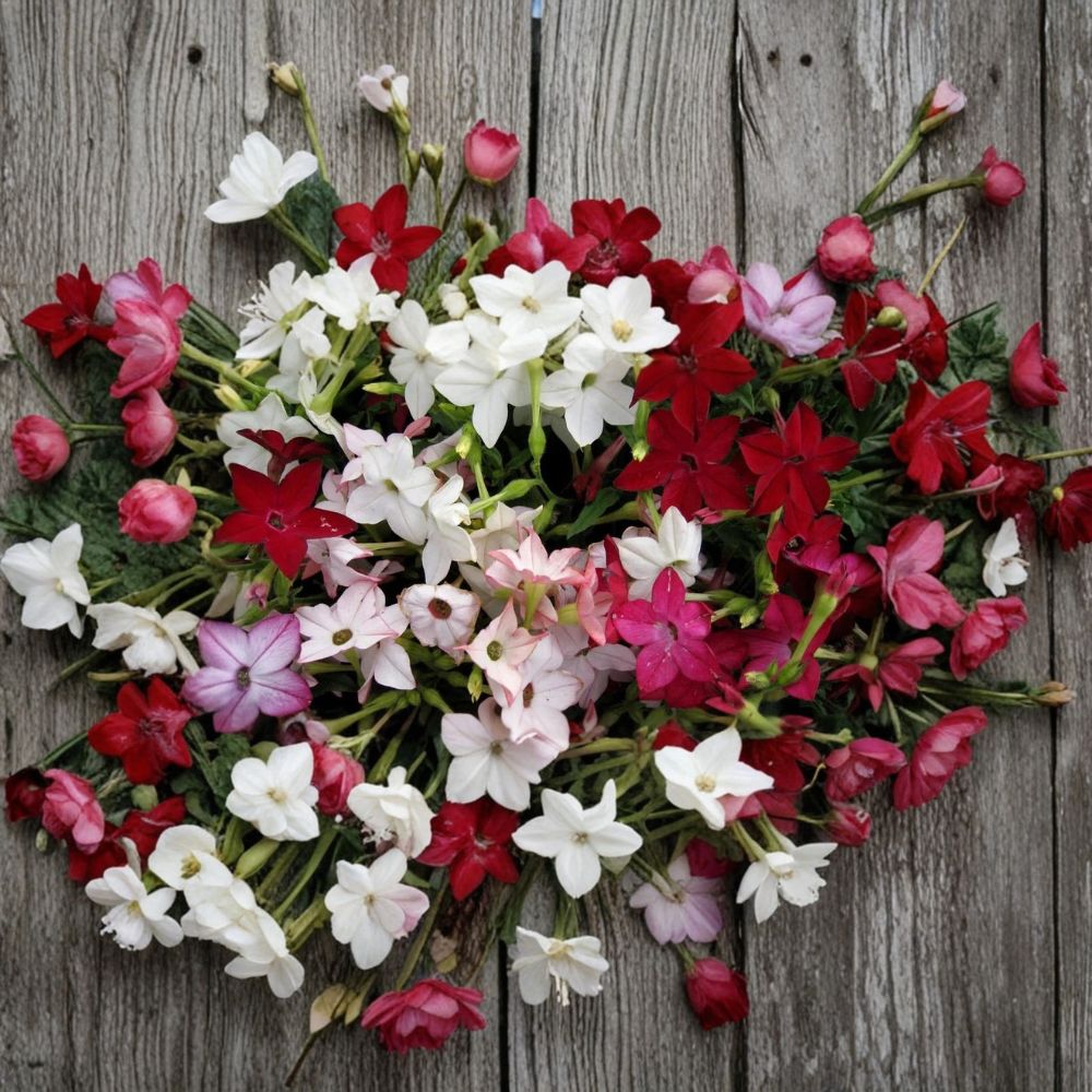 Nicotiana Alata Seeds – 1000 Pack | Night-Scented Jasmine Tobacco Mix | Fragrant Evening Blooms | Pollinator-Friendly Flower Seeds