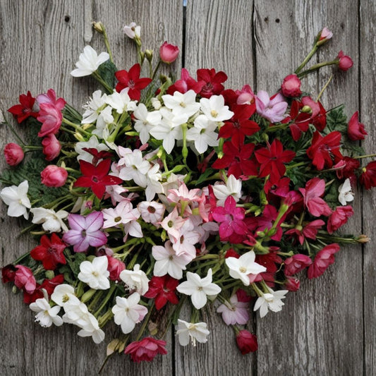 Nicotiana Alata Seeds – 1000 Pack | Night-Scented Jasmine Tobacco Mix | Fragrant Evening Blooms | Pollinator-Friendly Flower Seeds