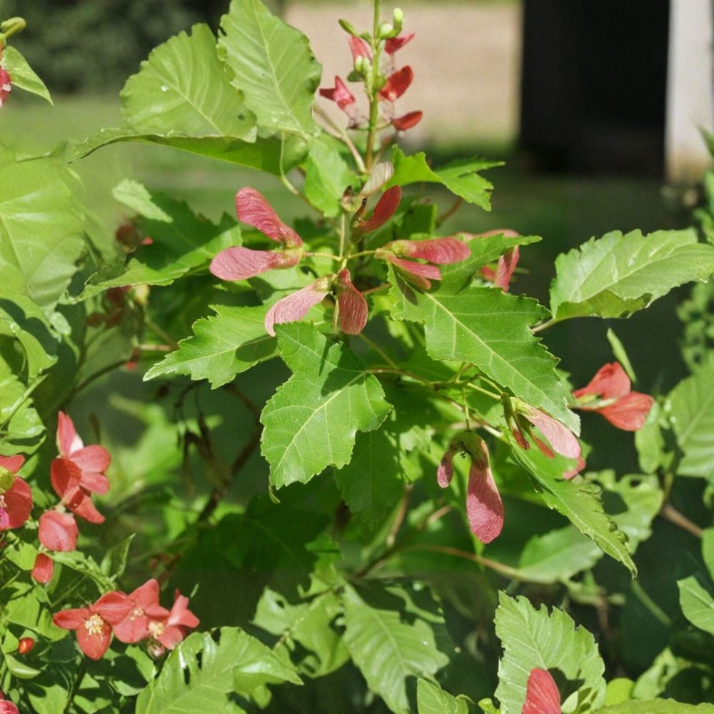 Amur Maple Seeds – Acer ginnala – Alaska Grown, Cold Hardy Ornamental Tree, Bonsai Friendly, Easy to Grow, Garden Tree Seeds