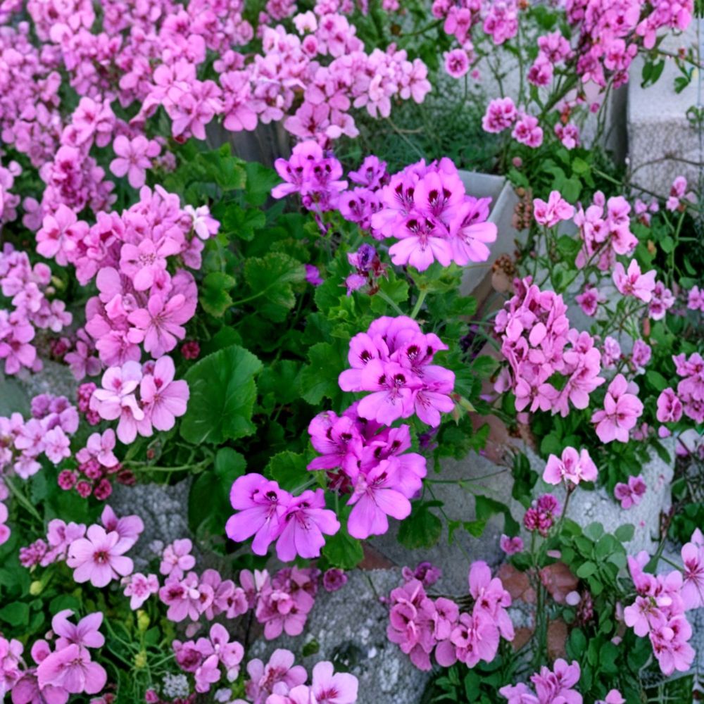 Purple Regal Geranium Cuttings – Pelargonium x domesticum Live Plant, 6-Inch Unrooted Cuttings, Orchid-Like Purple Blooms, Patio & Container Friendly