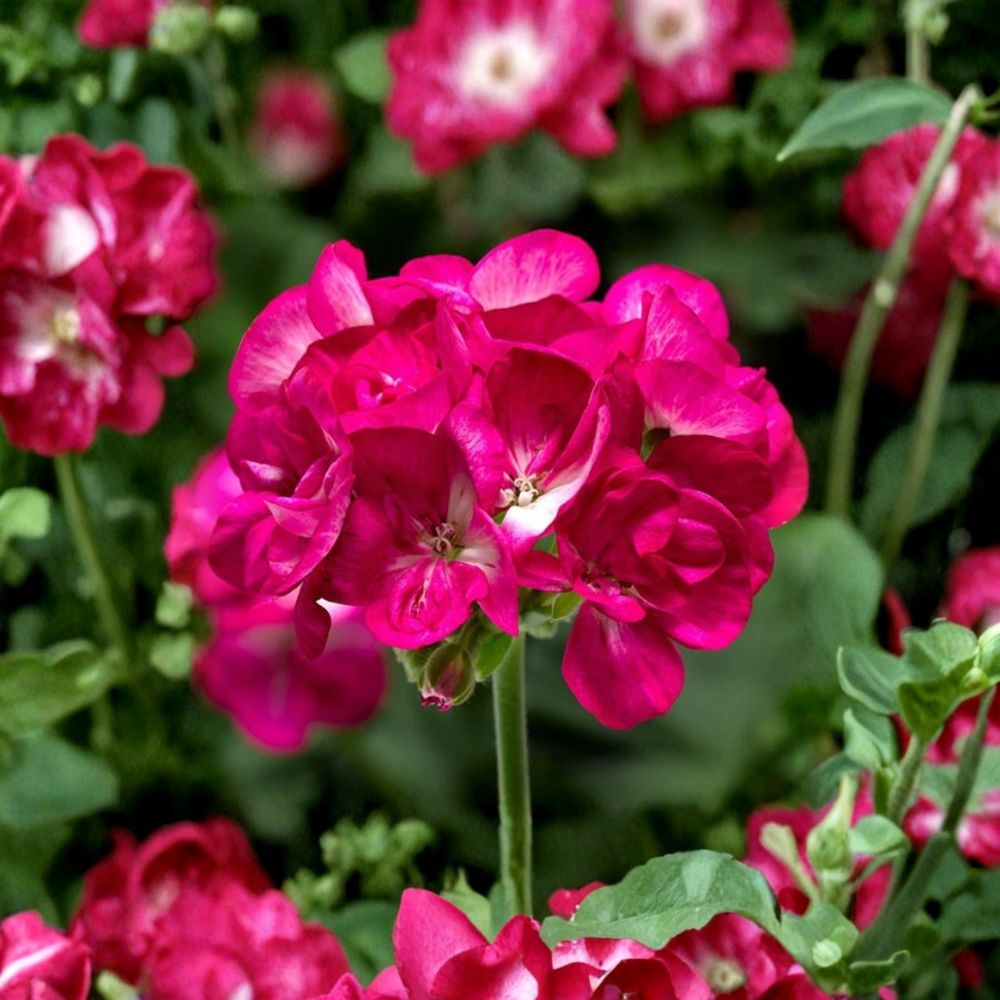 Bright Pink Geranium Seeds – 10 Pelargonium Zonale Flower Seeds for Patio & Balcony Gardens, Pollinator Friendly, Vibrant Pink Blooms