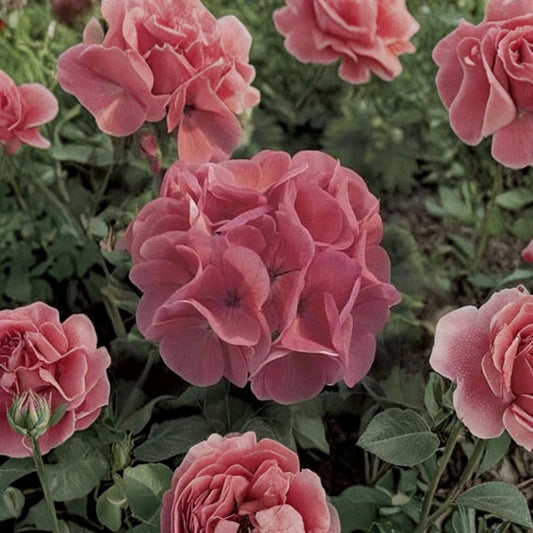 Maverick Salmon Geranium Seeds – 10 Zonal Pelargonium Flower Seeds for Patio & Garden, Large Bloom, Vibrant Color