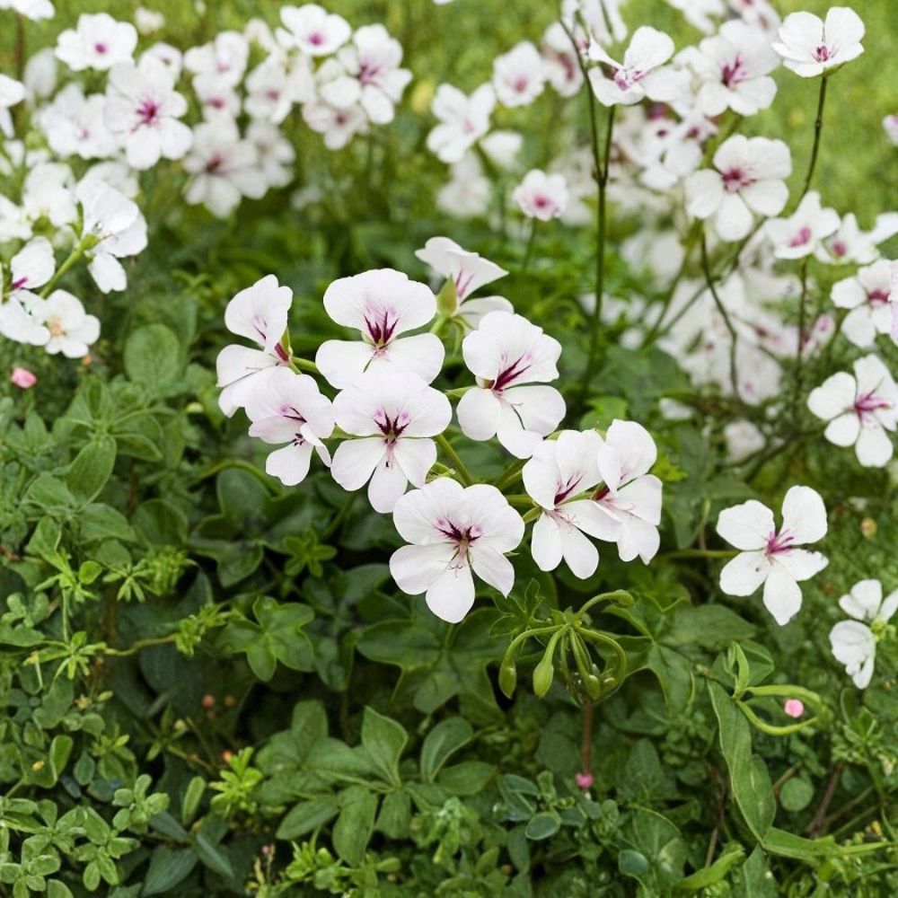Reach Out White Ivy Geranium Seeds – 100 Pelargonium Seeds for Baskets & Pots, White Trailing Geranium, Easy to Grow