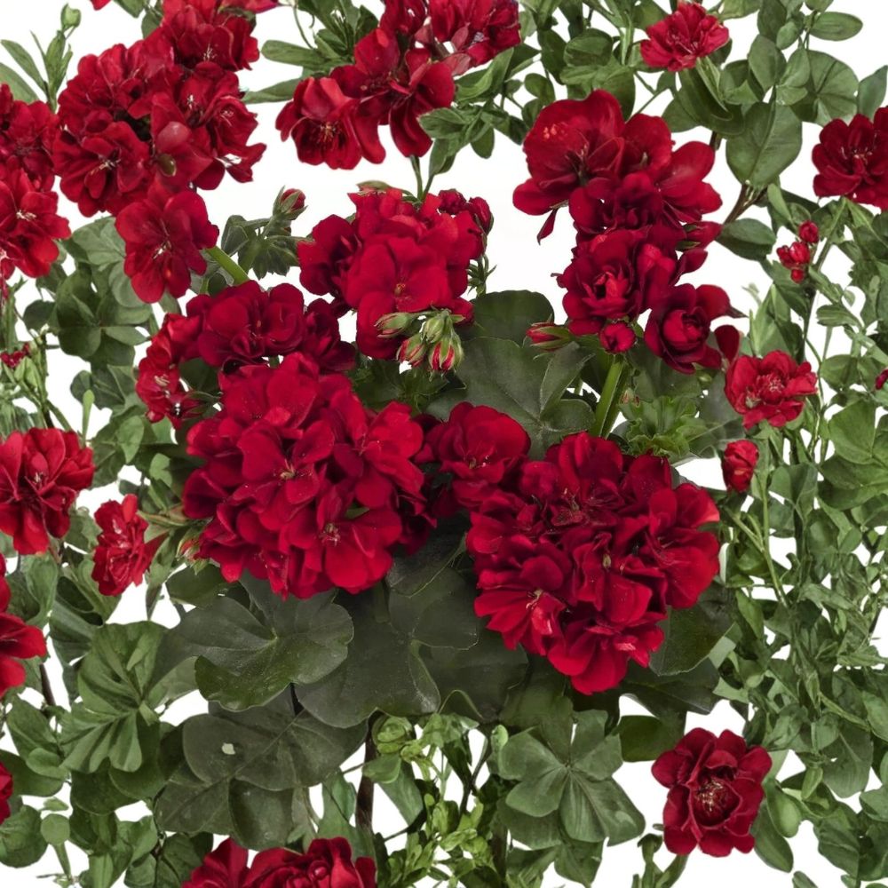 Red Geranium Seeds – Pelargonium Flower Seeds, Bright Red Blooms, Patio & Garden, Easy to Grow, 10 Seeds Included