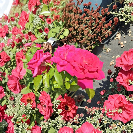 Hybrid Tea Rose Plant – 1 Gallon Bush with Deep Pink Blooms – Rosa | Elegant Garden Rose for Landscape and Focal Points
