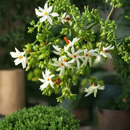 Night Flowering Jasmine Seeds – Nyctanthes arbor-tristis, Fragrant Night Blooming Plant, Tropical Shrub, Parijat Tree, Rare Garden Flower