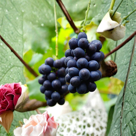 Nagano Purple Grape Vine – Live Plant, Seedless, Large Sweet Purple Berries, High Brix, Japanese Premium Fruit, Backyard Vineyard