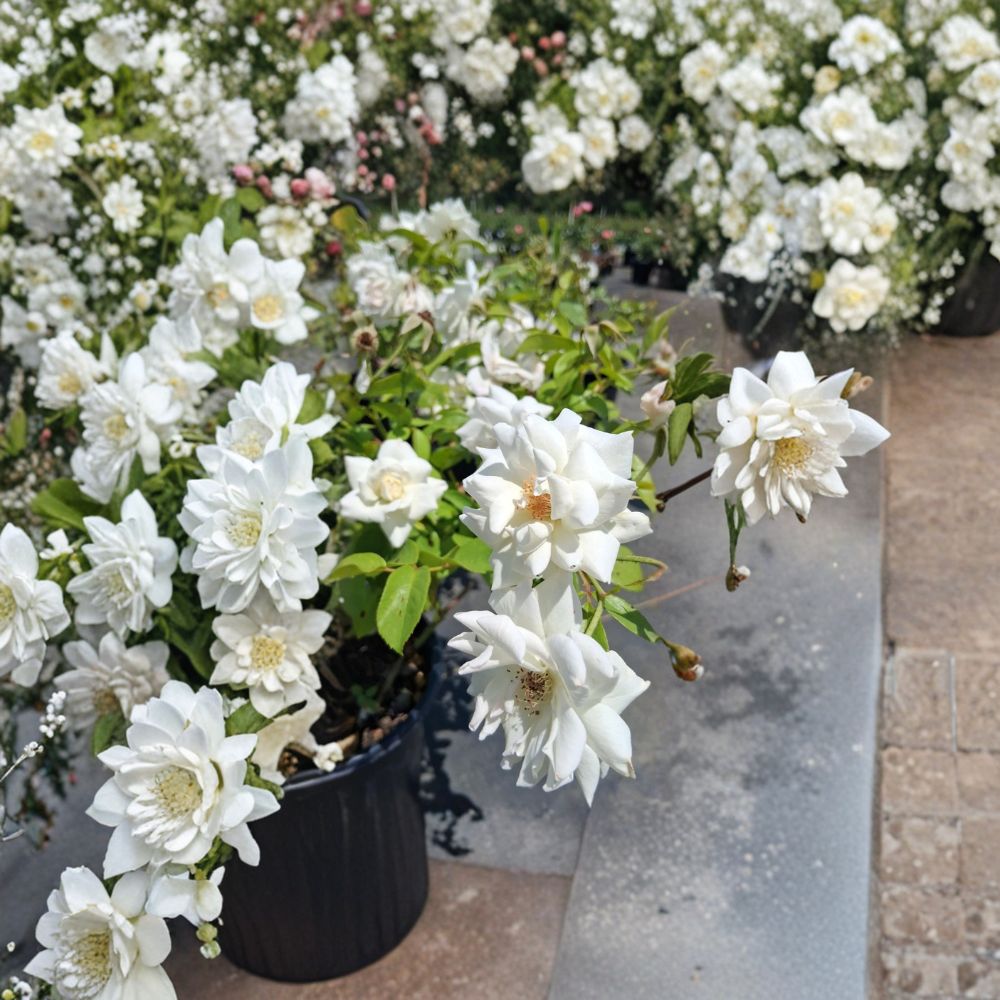 Iceberg Floribunda Rose Live Plant – 2 Gallon White Blooming Shrub Rosa Hybrid Garden Rose