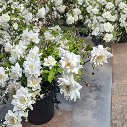 Iceberg Floribunda Rose Live Plant – 2 Gallon White Blooming Shrub Rosa Hybrid Garden Rose