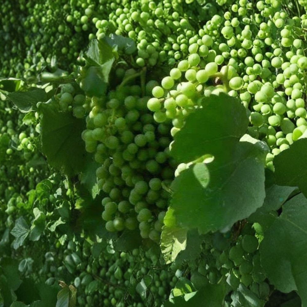 Caminante Blanc Wine Grape Vine – Live Fruit Vine, Self-Fertile White Wine Grape, Pierce's Disease Resistant, Fast Growing Vineyard Plant