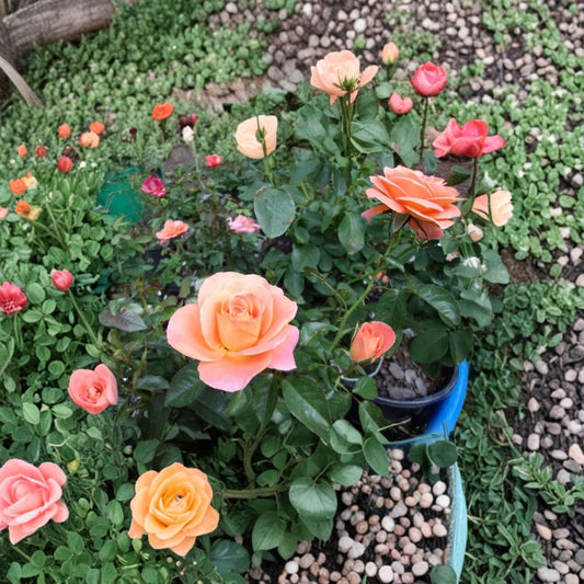 Grandiflora Rose Bush – Orange Flowering Live Plant | 5 Gallon Garden Ready Shrub | Rosa Hybrid