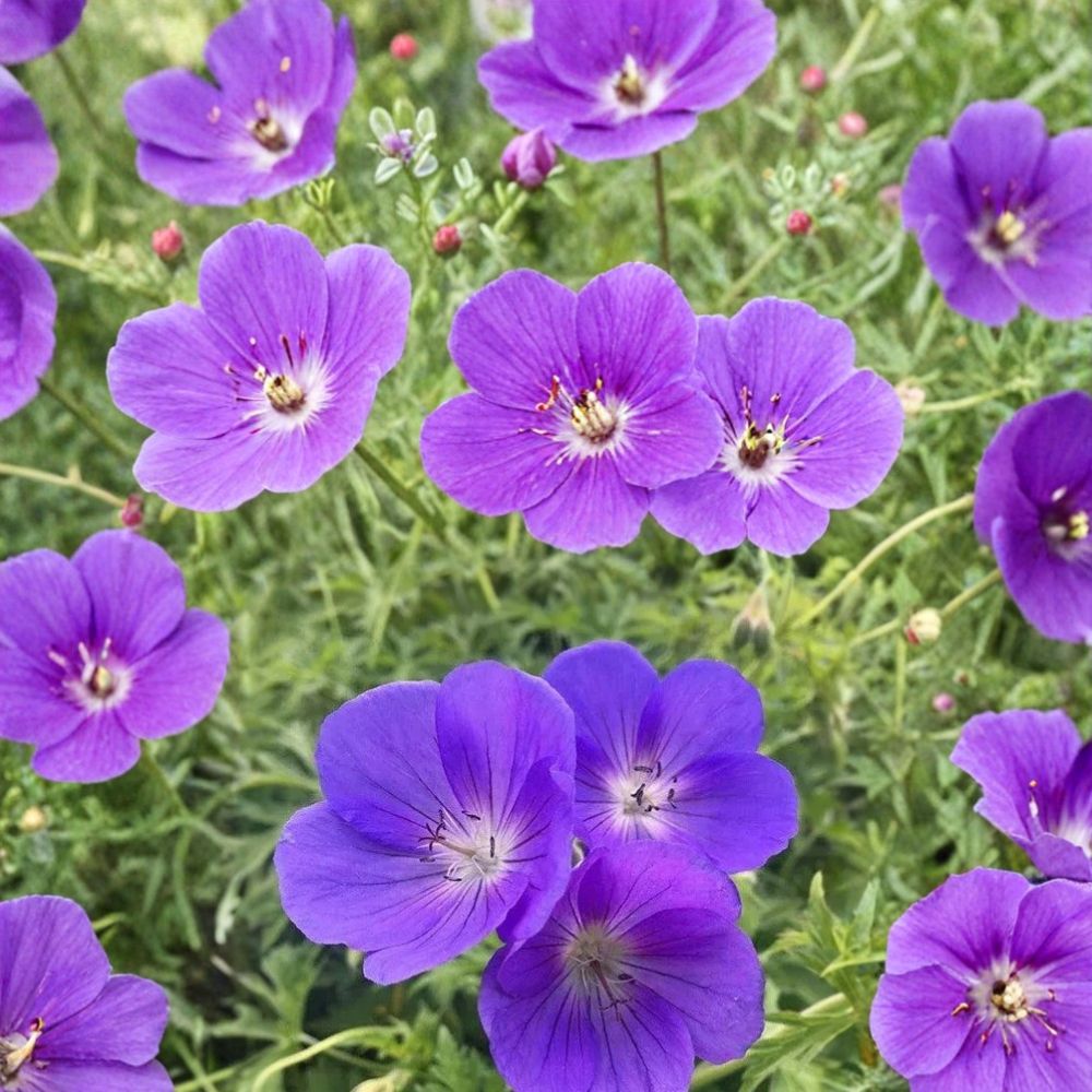 Orion Geranium Seeds – Pelargonium Flower Seeds for Gardens & Containers – Vibrant Blooms, Easy to Grow, 25+ Seeds Included