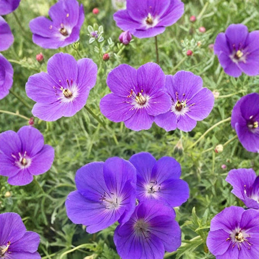 Orion Geranium Seeds – Pelargonium Flower Seeds for Gardens & Containers – Vibrant Blooms, Easy to Grow, 25+ Seeds Included