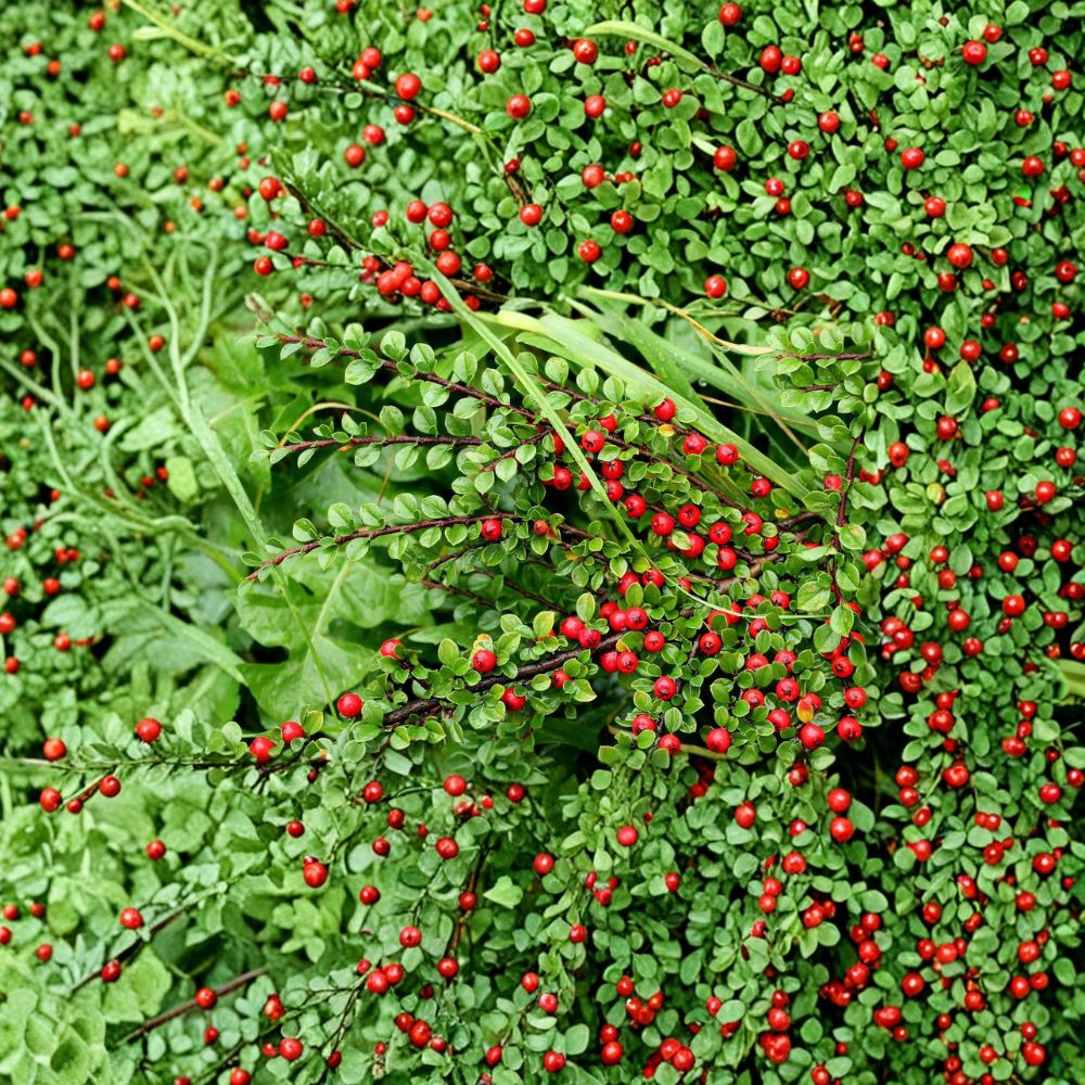 Cotoneaster Live Cuttings – 10 Hardy Shrub Cuttings, Alaska Grown Ornamental Hedge Plant, Pollinator Friendly Landscape Shrub