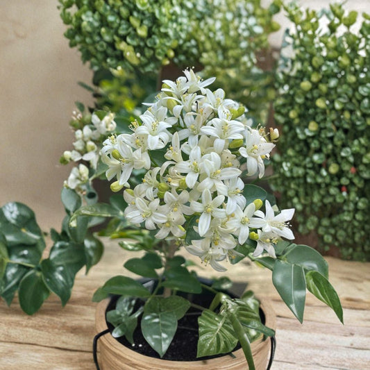 Orange Jasmine Seeds – Murraya paniculata Dwarf Variety, Fragrant White Flowers, Citrus Scent, 20 Fresh Seeds for Garden & Patio