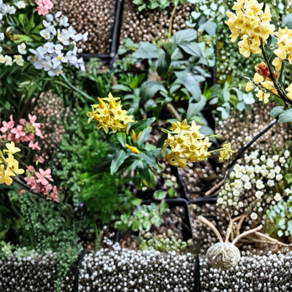 Chilean Jessamine Live Plant 3.25 Inch Pot Yellow Flowering Shrub Cestrum parqui Fragrant Summer Blooms