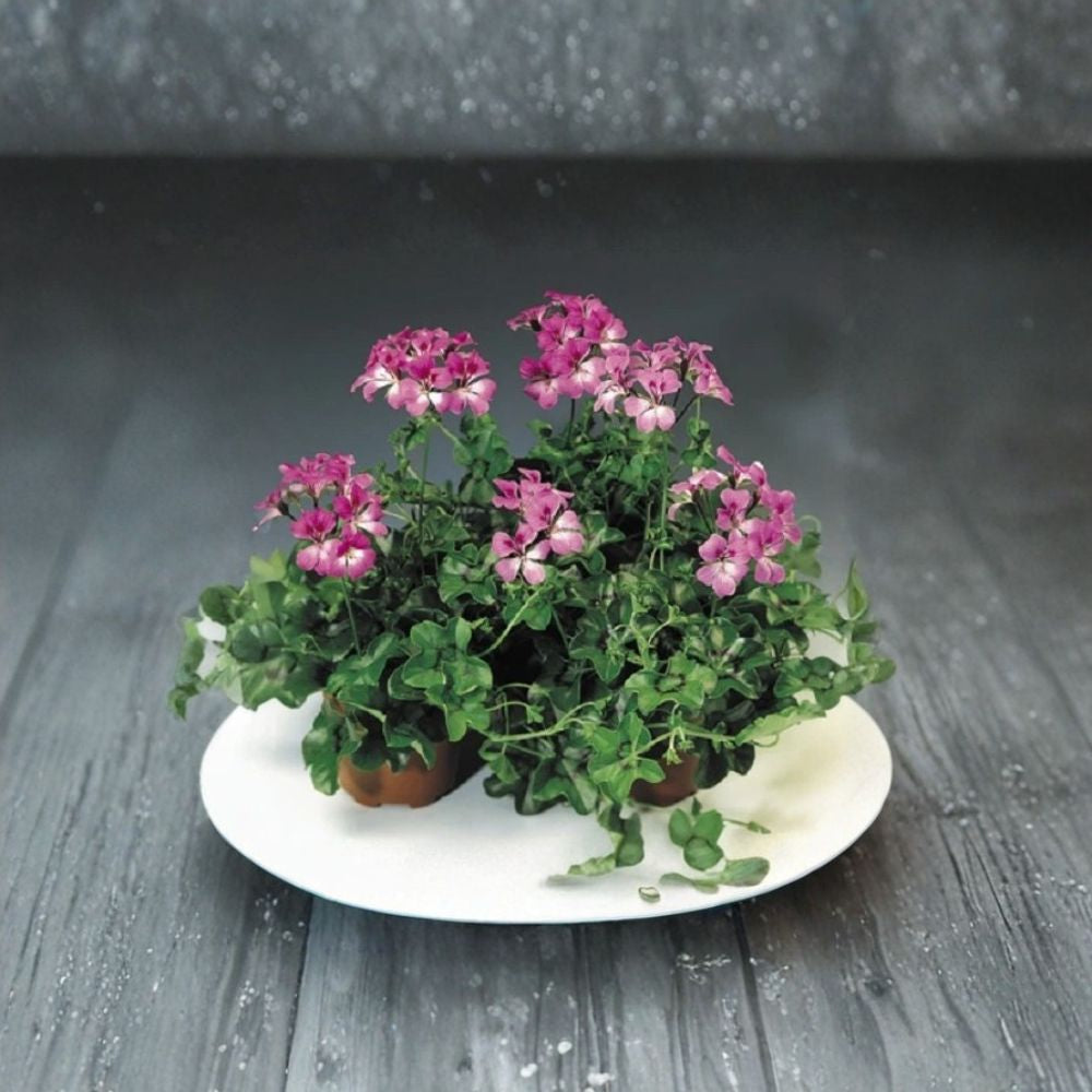 Tornado Bicolor Duet Geranium Seeds – Trailing Ivy Geranium, Hanging Basket Flower, Heat Tolerant, Easy to Grow, 15 Film Coated Seeds