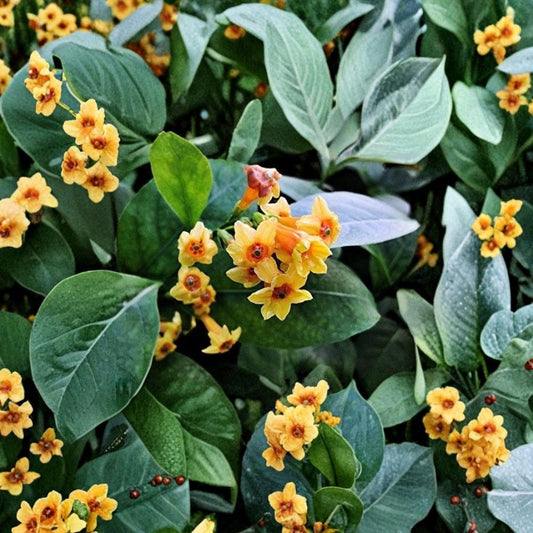 Orange Zest Jasmine Plant – Live Starter Shrub with Fragrant Orange Flowers, Cestrum aurantiacum, Tropical Patio or Indoor Garden