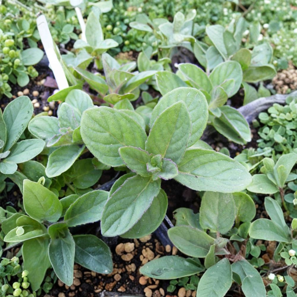 Hillary's Sweet Lemon Mint Cuttings – Mentha suaveolens x piperita f. citrata Organic Apple Lime Mint Live Unrooted Herb Plants