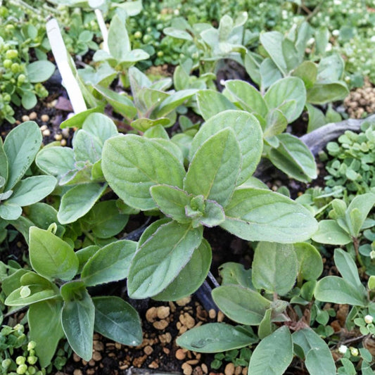 Hillary's Sweet Lemon Mint Cuttings – Mentha suaveolens x piperita f. citrata Organic Apple Lime Mint Live Unrooted Herb Plants