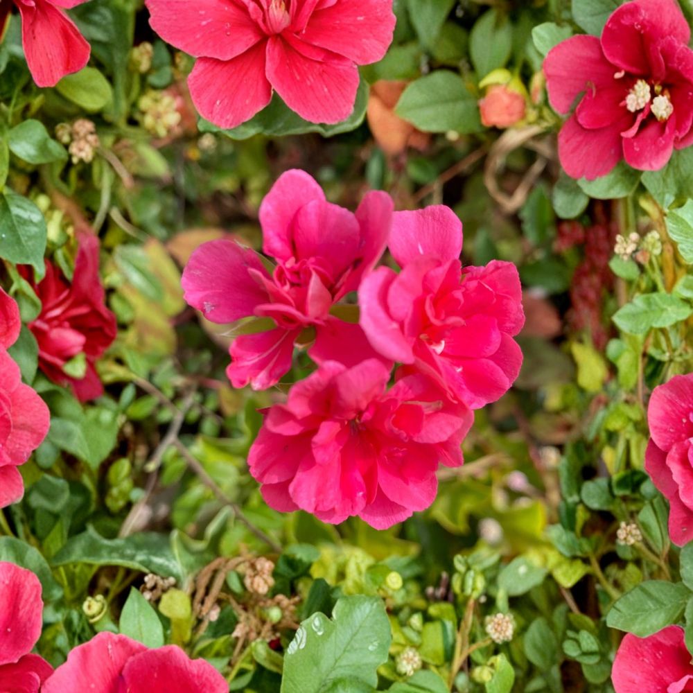 Fragrant Pink Geranium Cuttings – 5 Pelargonium Rooting Plants for Garden, Scented Flowering Pelargonium Cuttings