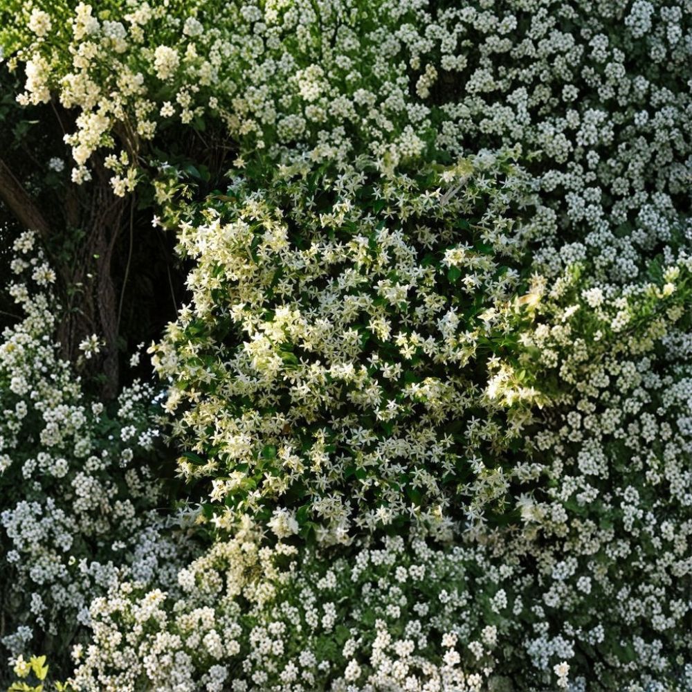 Cold Hardy Confederate Jasmine Plant – Trachelospermum jasminoides ‘Madison’ Live Vine Starter 4–8 Inches, Fragrant Star Jasmine, Zone 7 Hardy