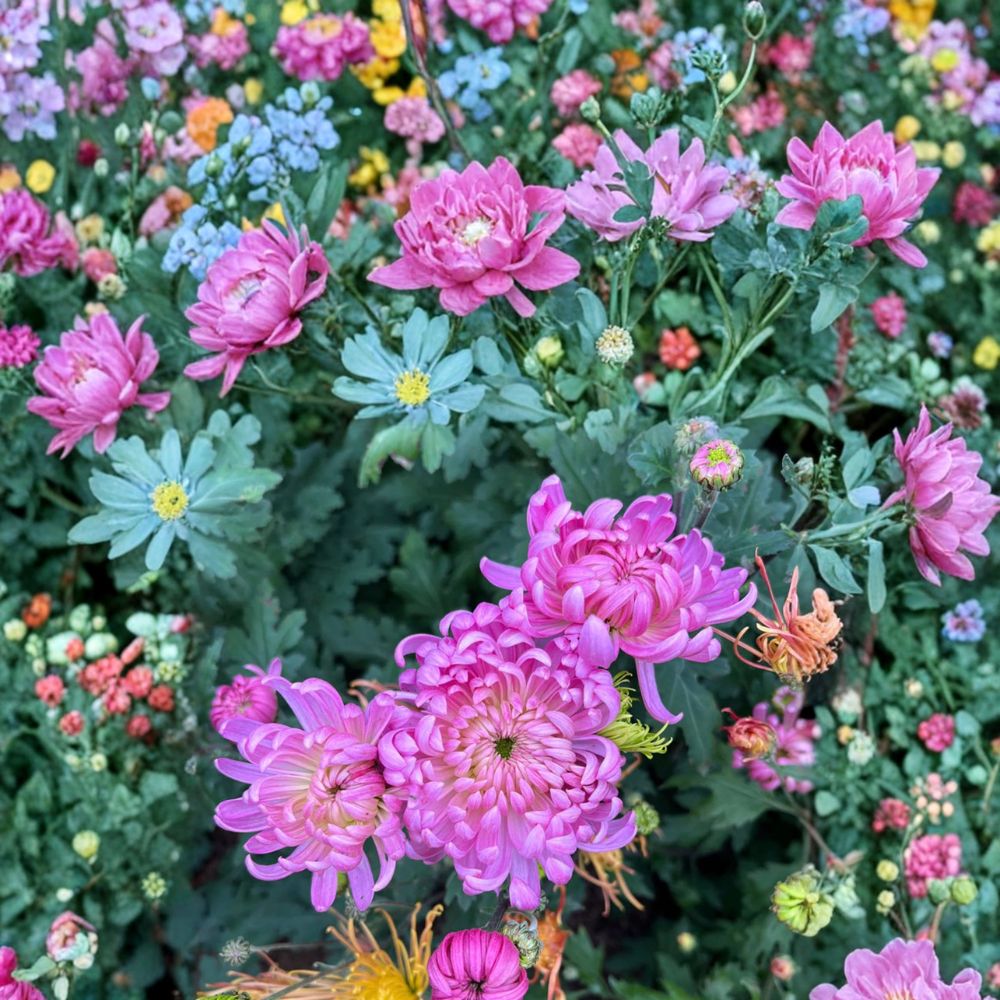 Pale Pink Chrysanthemum Plant – Chrysanthemum morifolium Live Flowering Perennial Garden Plant