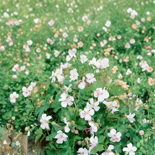 Harz Geranium Seeds – 25+ Premium Flower Seeds for Garden, Patio & Balcony – Easy-to-Grow Perennial Blooms