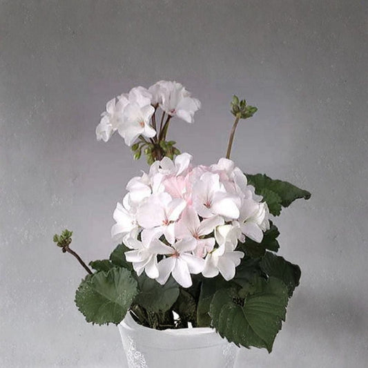 Multi Bloom White Geranium Seeds – Pelargonium hortorum Flower Seeds, 15 Pack, White Cluster Blooms, Garden & Container Friendly, Easy to Grow