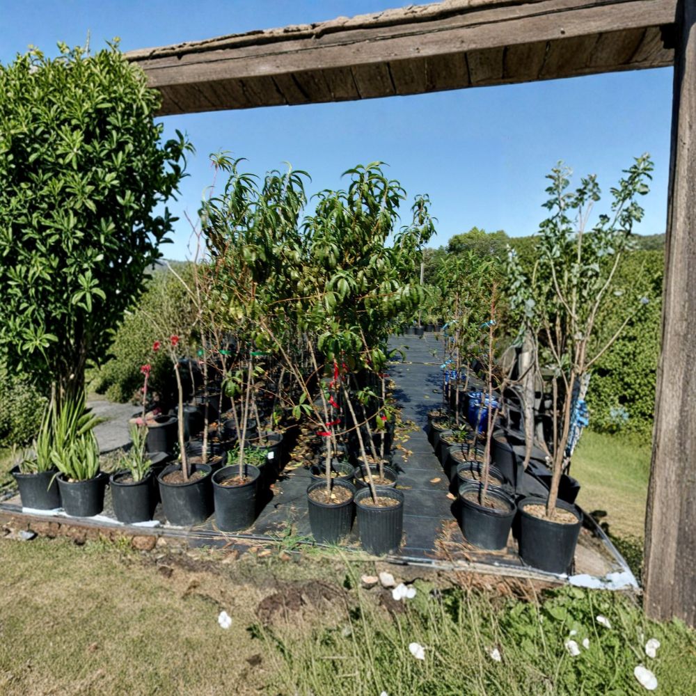 Ruby Prince Peach Tree – Prunus persica Live Fruit Tree with Sweet Juicy Freestone Peaches, Easy to Grow, Mid-Season Harvest