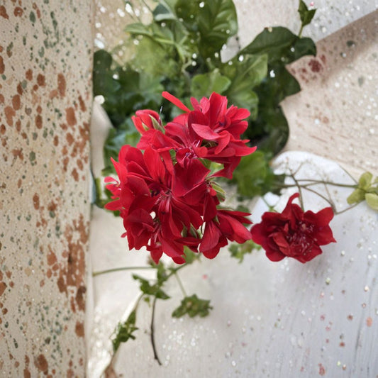 Organic Red Geranium Cuttings – 6 Live Pelargonium Starters for Patio & Container Gardening | Easy to Grow
