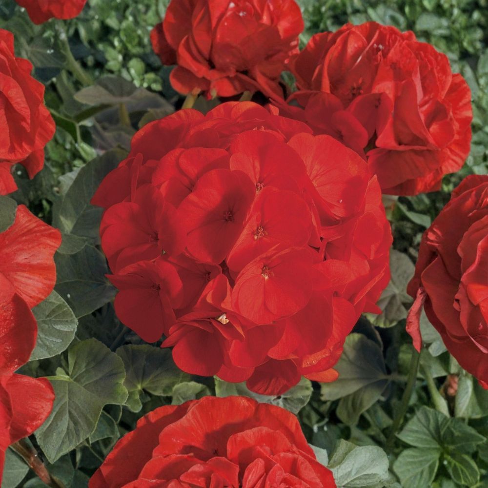 Geranium Seeds – Bullseye Scarlet, 15 Premium Flower Seeds, Compact Red Blooms, Patio & Container Plants, Easy to Grow