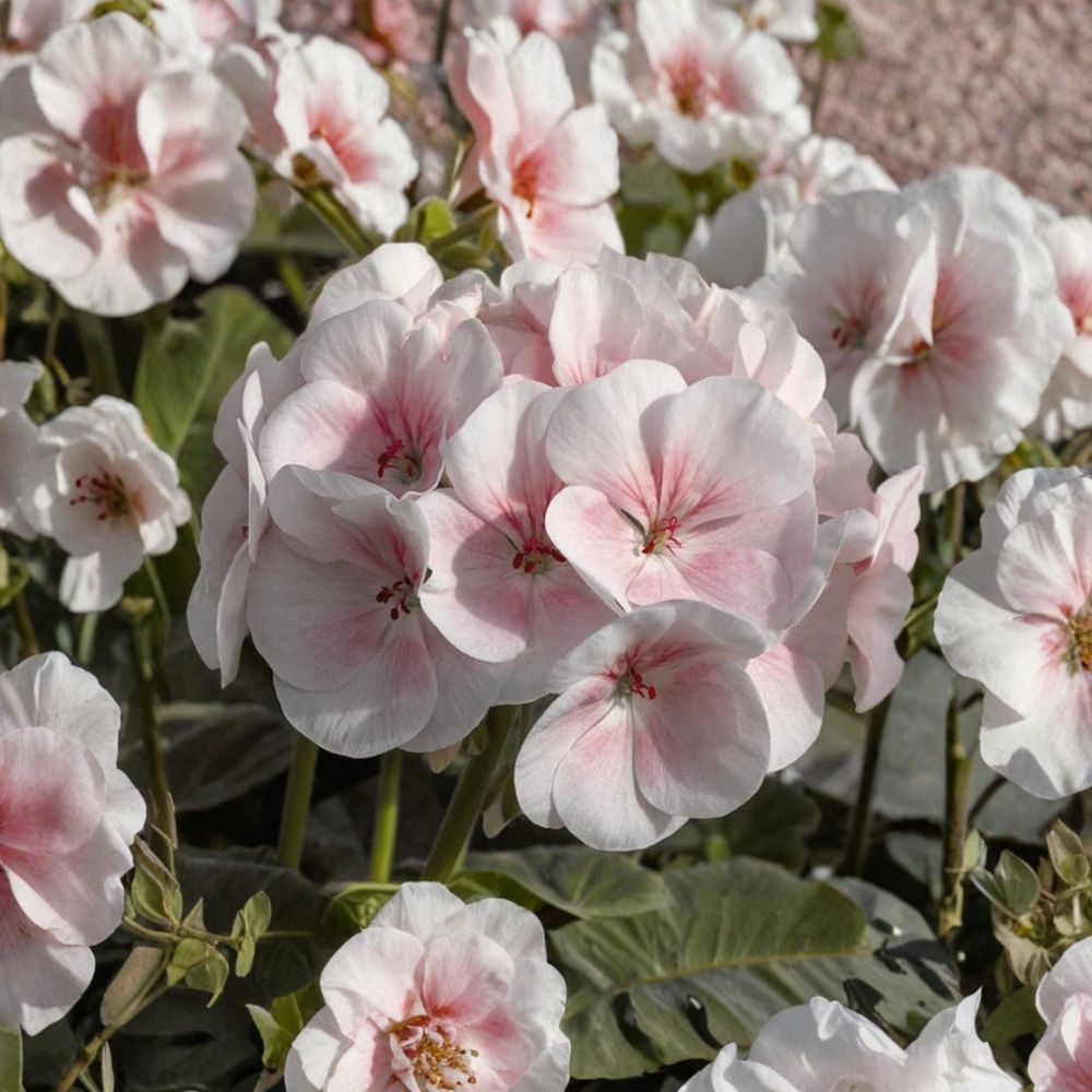 Pink & White Geranium Seeds – Pelargonium Zonale Flower Seeds for Garden & Patio, Pollinator Friendly, Easy to Grow