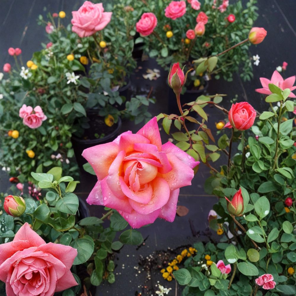 Broadway Hybrid Tea Rose Plant – 3 Gallon Garden Rose Bush with Golden Yellow & Pink Blooms | Rosa Hybrid Live Plant