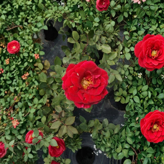 Mr. Lincoln Hybrid Tea Rose – Live Bush Plant, Deep Red Flowers, Fragrant Landscape Rose, 3 Gallon Size
