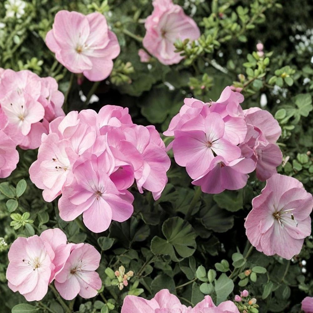 Pink Flame Geranium Starter Plant – Live Pelargonium with Red & Pink Blooms, Garden Flower, Outdoor Plant