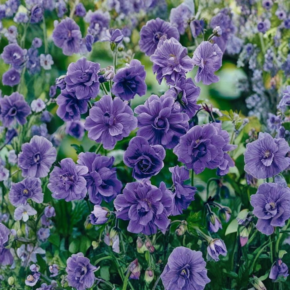Double Purple Geranium Seeds – Pelargonium Flower Seeds | Rich Purple Double Blooms | Patio & Garden Plants | Easy to Grow | 10 Seeds