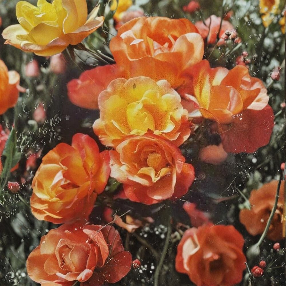 Climbing Piñata Rose – Rosa Hybrid Live Plant, 3 Gallon, Yellow & Vermilion Climbing Rose, Garden Trellis, Fences, Easy to Grow