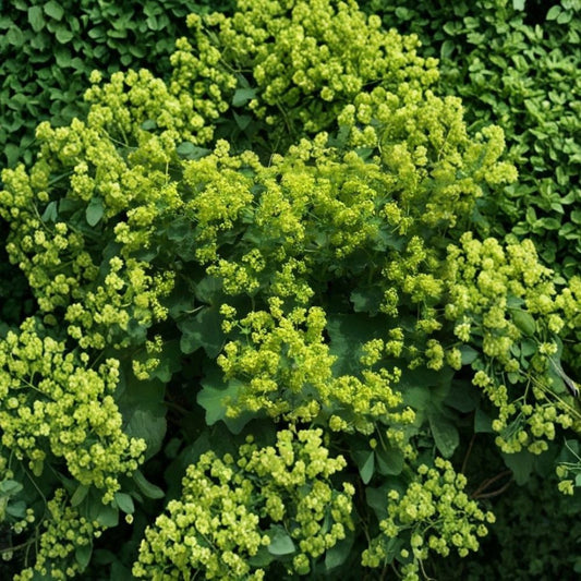 Lady’s Mantle Seeds – 50 Alchemilla mollis Perennial Flower Seeds for Garden, Hardy, Easy to Grow