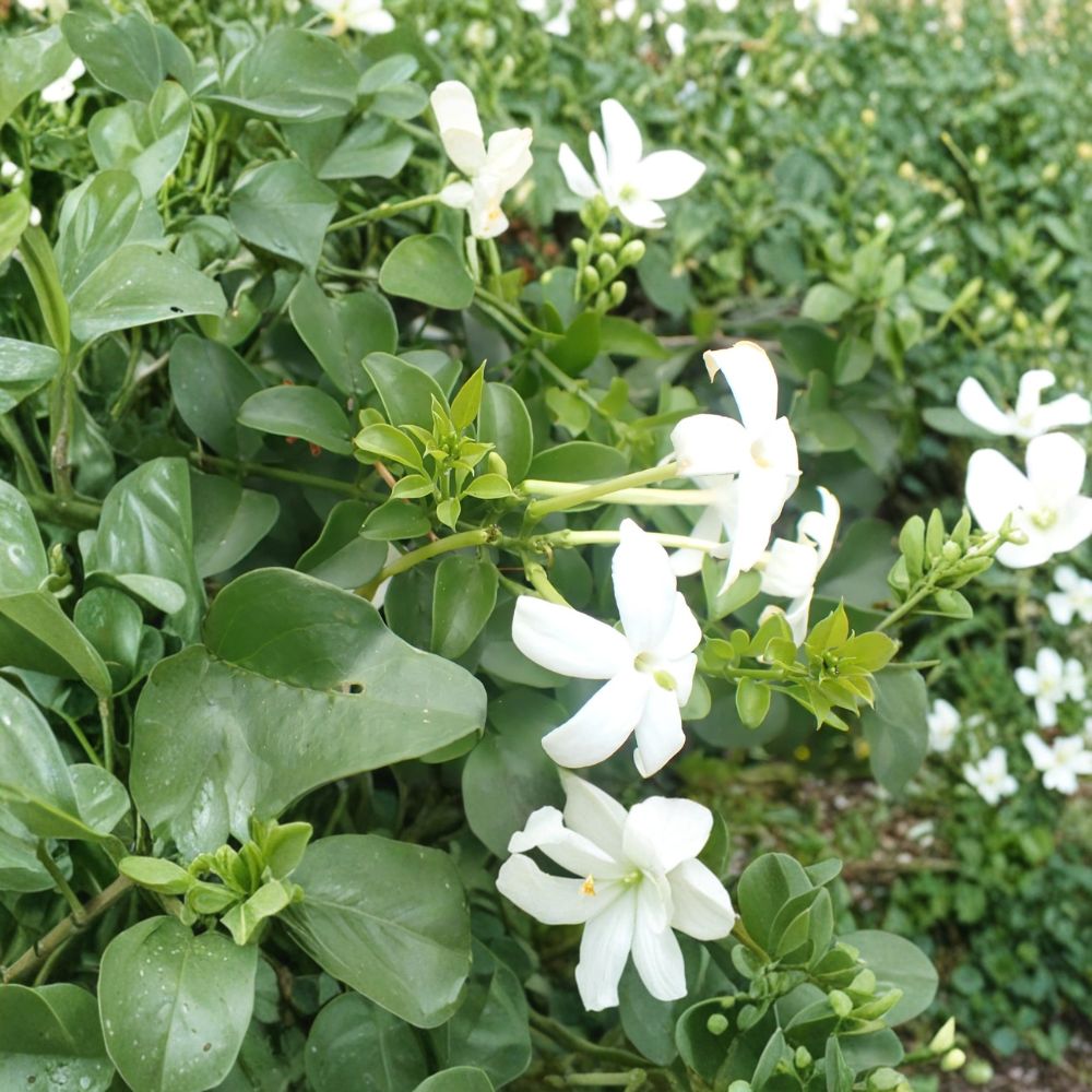 Common Jasmine Live Plants – Set of 2 in 3.5 Inch Pots – Fragrant Climbing Vine – Jasminum officinale – Garden, Container, Indoor Plant