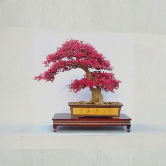 Loropetalum Chinese Fringe Flower Live Plant – Red Pink Bloom Evergreen Shrub, Bonsai Ready, Colorful Foliage Hedge Plant, Hardy Garden Ornamental