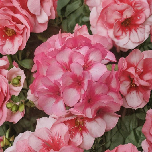 Mavericks Bicolor Geranium Seeds – 8 Pelargonium Seeds for Pink & White Summer Blooms, Annual Garden Flower, Easy to Grow