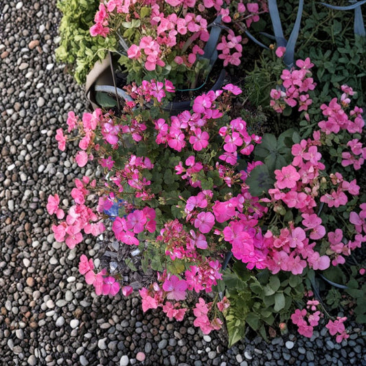Hot Pink Ivy Geranium Cuttings – 12 Organic Pelargonium Trailing Flower Plants for Patio & Hanging Baskets