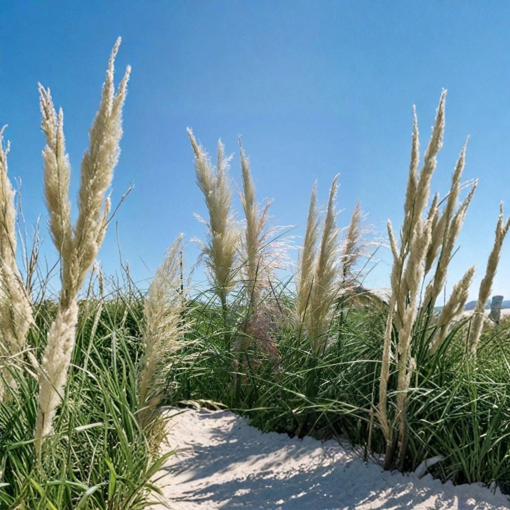 White Pampas Grass Live Plant – 1 Gallon Cortaderia selloana Ornamental Grass for Landscape Accent