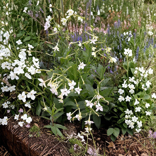 Nicotiana Alata Seeds 2000+ | Jasmine Tobacco Night Blooming Fragrant Pollinator Plant | Bulk Garden Seeds
