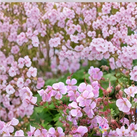 Hanne Geranium Seeds – 25+ Pelargonium Flower Seeds for Garden & Patio – Vibrant, Easy-to-Grow Blooms