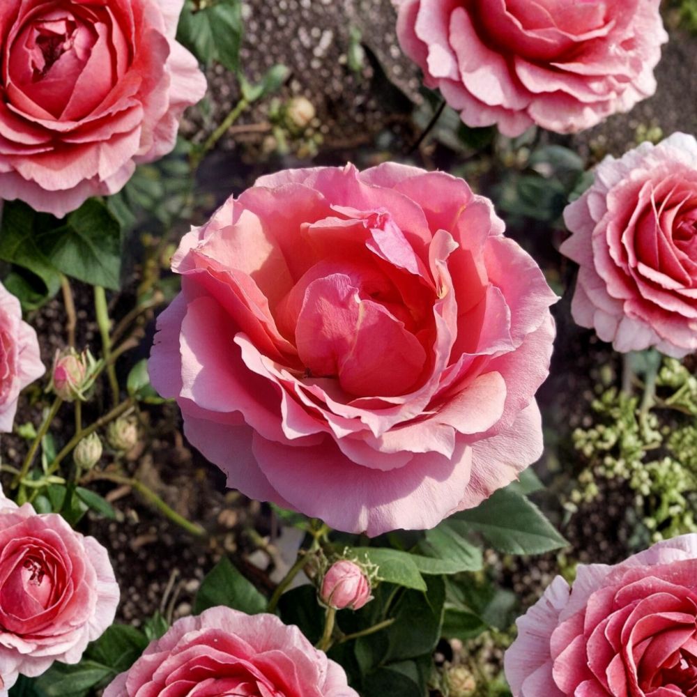 Princesse de Monaco Grandiflora Rose – Pink Flowering Bush Plant, Rosa Hybrid, 5 Gallon, Garden Landscape Shrub